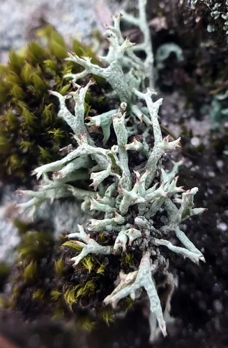 Prostrate Thorn Cladonia