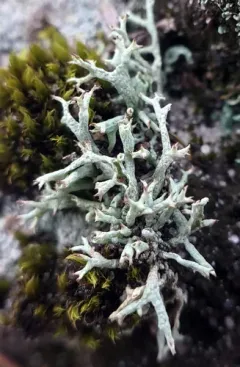 Prostrate Thorn Cladonia thumbnail 1