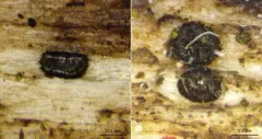 Pseudolachnea hispidula thumbnail 1