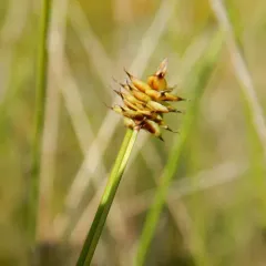 capitate sedge thumbnail 3