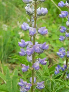 Kellogg's Spurred Lupine thumbnail 2
