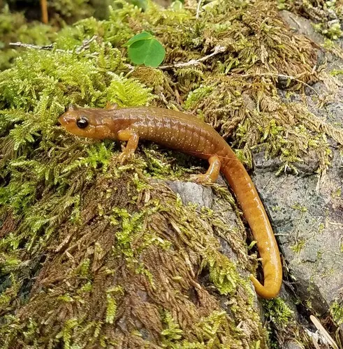 Van Dyke's Salamander