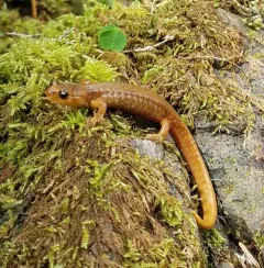 Van Dyke's Salamander thumbnail 1