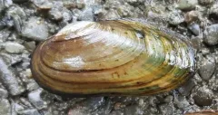 Cylindrical Papershell thumbnail 4