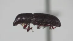 Rhyncolus macrops thumbnail 2