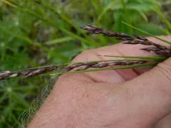 purple onion grass thumbnail 4