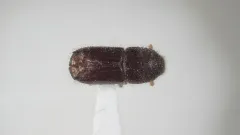 Pine Engraver thumbnail 4