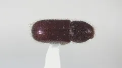 Dryocoetes autographus thumbnail 2