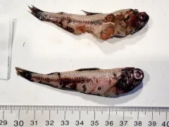 Spotted Lanternfish thumbnail 2
