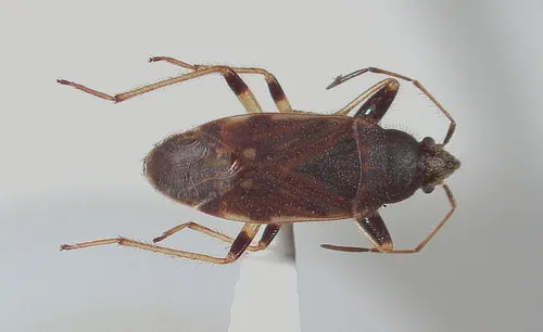 Perigenes constrictus