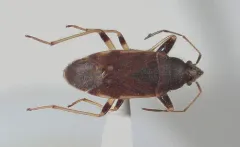 Perigenes constrictus thumbnail 1