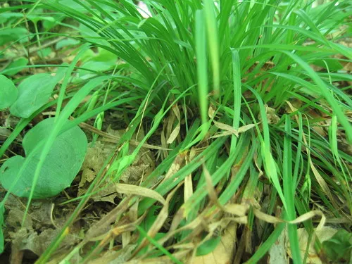 Back's sedge