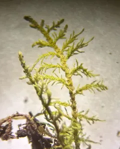 Hook-leaved Fern Moss thumbnail 4