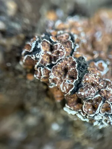 Russell's Fishscale Lichen