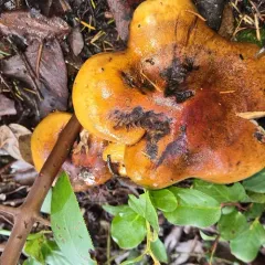 Tricholoma aurantium thumbnail 2