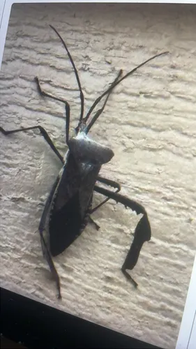 Giant leaf-footed bug