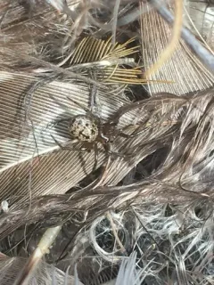 Enoplognatha intrepida thumbnail 3