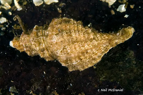 Scabrotrophon maltzani