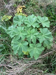 Tree Mallow thumbnail 3