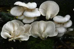 pale oyster thumbnail 1