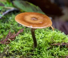 Armillaria nabsnona thumbnail 1