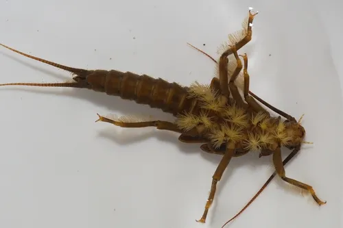 Midwestern Salmonfly