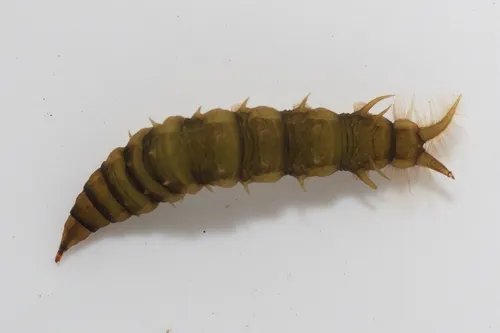 Atherix variegata