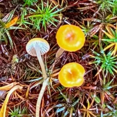 Orange Moss Navel thumbnail 3