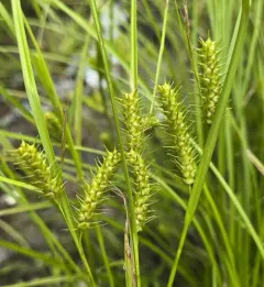 Bailey's Sedge thumbnail 1