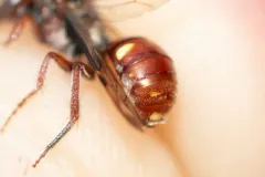 Cresson's Nomad Bee thumbnail 1