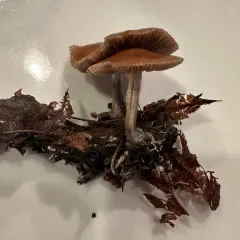 Cyclone Psilocybe thumbnail 2