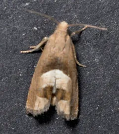 Epiblema boxcana thumbnail 2