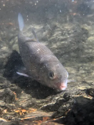 Round Whitefish