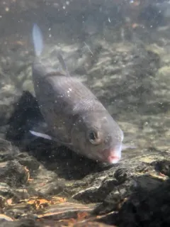 Round Whitefish thumbnail 1