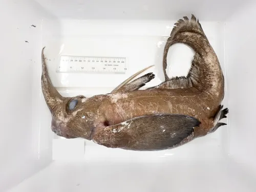Bigspine Spookfish