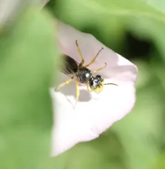 Eastern Miner Bee thumbnail 2
