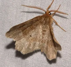 Pale Metarranthis Moth thumbnail 3