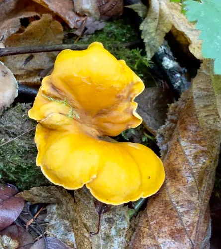 Cascade Chanterelle