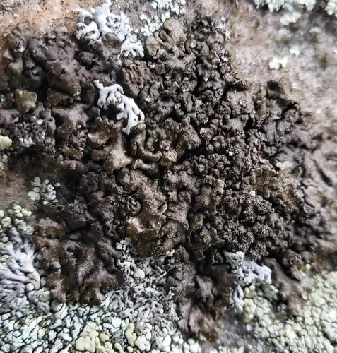 Dimpled Camouflage Lichen