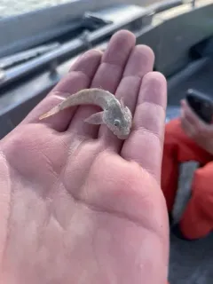 Bear Lake Sculpin thumbnail 2