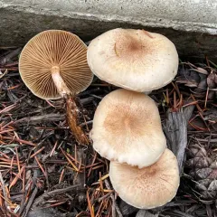 Pholiota decorata thumbnail 4