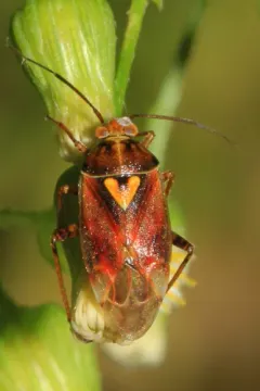 Western Tarnished Plant Bug thumbnail 1