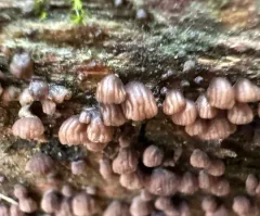 Resupinatus striatulus thumbnail 2