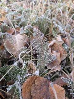 Boreal Yarrow thumbnail 2