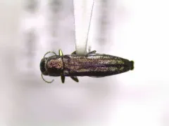 Agrilus egeniformis thumbnail 3
