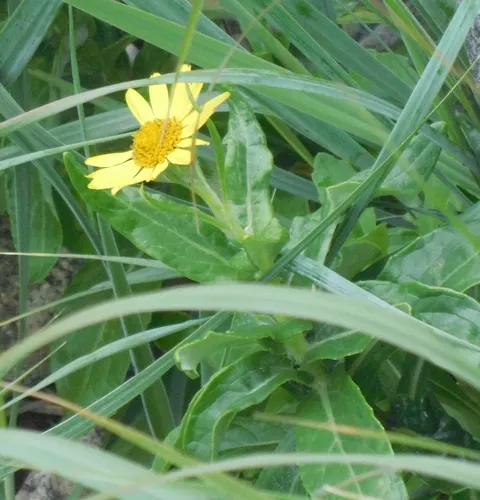 Seabeach Groundsel