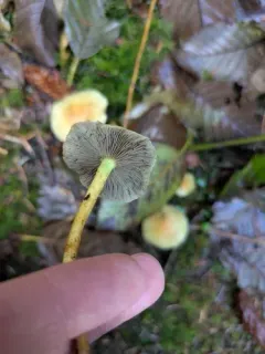 Hypholoma subviride thumbnail 3