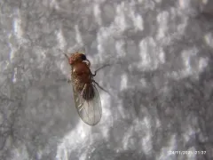 Common Fruit Fly thumbnail 3