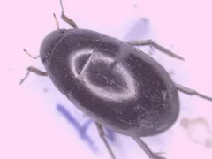 Tropisternus natator thumbnail 2