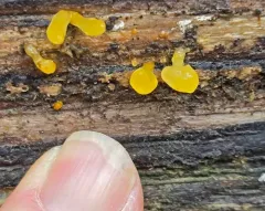 Yellow Hat Jelly thumbnail 1